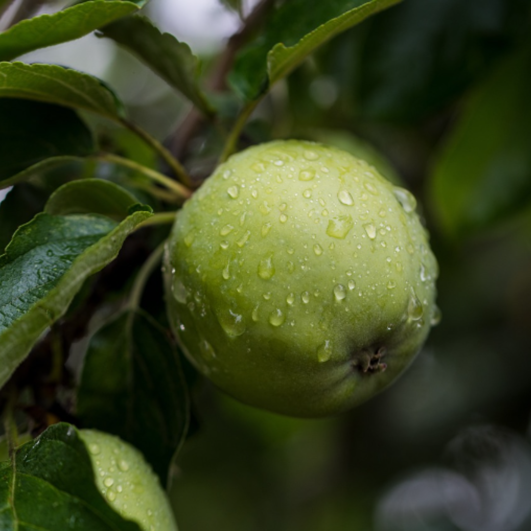 Pomme une amie fidèle, pour la minceur.