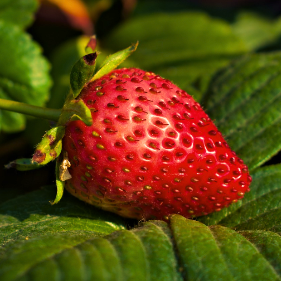 La Fraise est-ce un fruit Gourmand ou un fruit Minceur ?