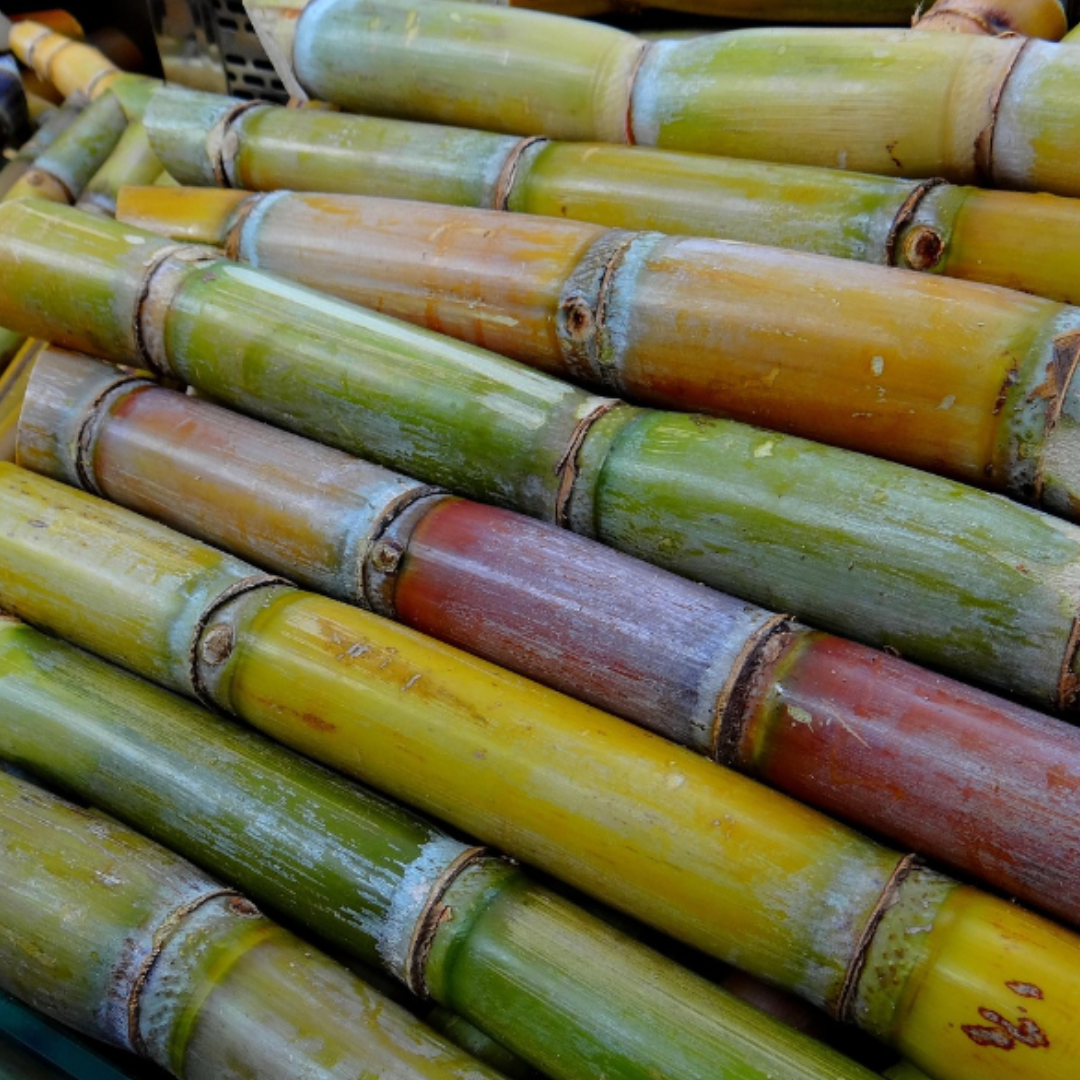 La douceur de la Canne à sucre 🎋