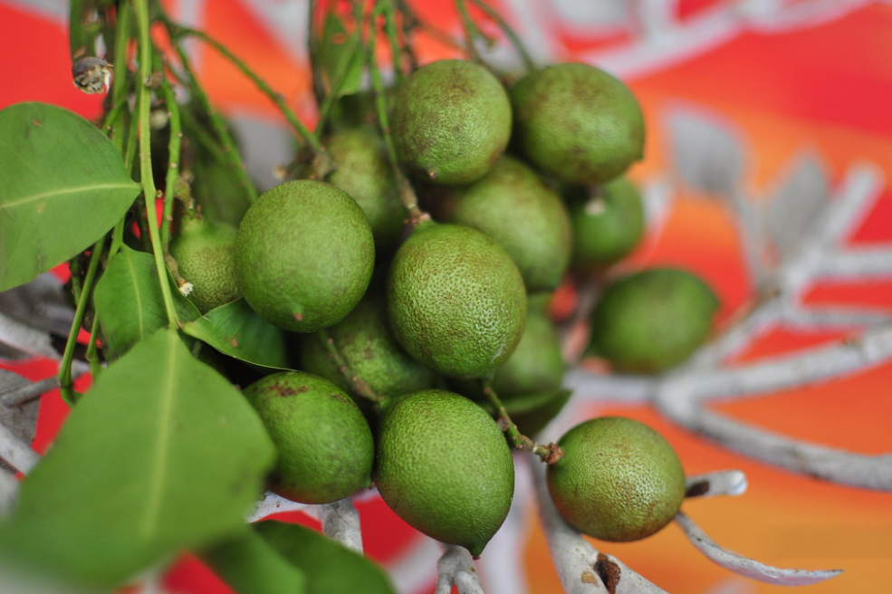 La quenette : est-ce le fruit pionnier pour une utilisation à des fins médicinales ?